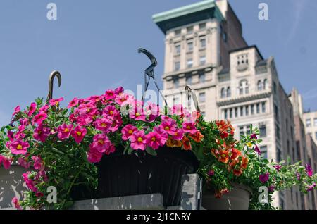 Blumen auf dem Union Square Farmer's Market Stockfoto