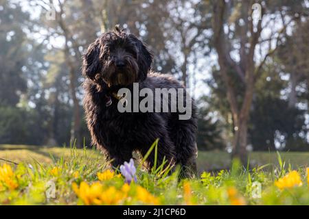 Ein schwarzer junger Labradoodle-Hund, der hinter farbenfrohen frühen Blümchen-Krokus und frischem grünen Gras steht. Hintergrundbeleuchtung, unscharfer Hintergrund, unscharfer Vordergrund Stockfoto