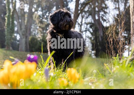 Ein schwarzer junger Labradoodle-Hund, der hinter farbenfrohen frühen Blümchen-Krokus und frischem grünen Gras steht. Hintergrundbeleuchtung, unscharfer Hintergrund, unscharfer Vordergrund Stockfoto