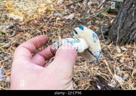 Gyroporus cyanescens. Saison der Pilze im Wald. Männliche Hand hält die frischen, leckeren Pilze. Natur des Herbstwaldes. Stockfoto