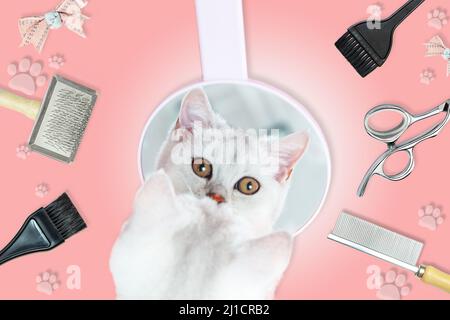 Die britische Kurzhaar-Chinchilla-Katze bewundert ihre Spiegelung im Spiegel. Zubehör für die Pflege von Katzenhaaren. Rosafarbener Hintergrund, Humor. Tierische Schönheit concep Stockfoto