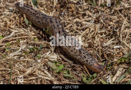 Tiger Slug Stockfoto