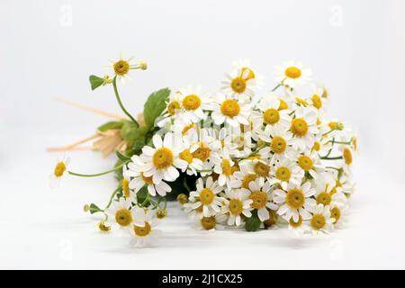 Kamillenblüte.Blumenstrauß der Feverfew auf weißem Hintergrund. Kamillenblüten auf weißem Hintergrund. Strauß kleiner Gänseblümchen auf Weiß. Weichfokus, Stockfoto