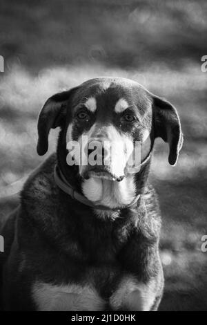 Eine vertikale Graustufenaufnahme eines erwachsenen Hundes in einem Park vor unscharfem Hintergrund Stockfoto