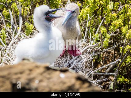 Isla San Cristobal, Galapagos, Ecuador Ein erwachsener Rotschnabel-Toko (Sula sula) sitzt auf einem Nest mit seinem flauschigen weißen Küken Stockfoto