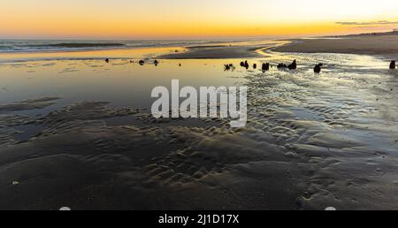 Sonnenuntergang über den Tidal Flats von Folly Beach, Folly Island, South Carolina, USA Stockfoto