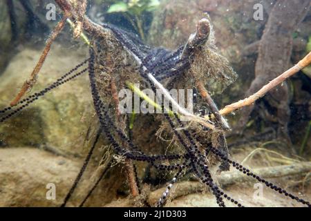 Zahlreiche Laichschnüren der Erdkröte (Bufo bufo) im Gartenteich Stockfoto