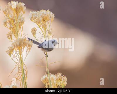 Ein Buschmeisen-Vogel thronte auf dem Stiel eines Blütenklumpens, der im Herbst zum Samen gegangen war. Stockfoto