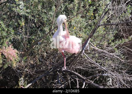 Roseatlöffler oder Platalea Ajaja brüten, während sie in einem Baum auf der Wasserfarm am Strand in Arizona stehen. Stockfoto