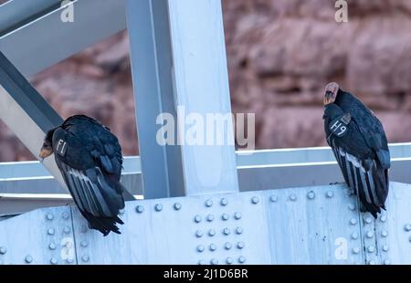 Ein Paar California Condors auf der Navajo Bridge. Stockfoto