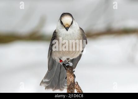 Ein Canada Grey Jay thronte im Winter auf einem Baumglied. Stockfoto