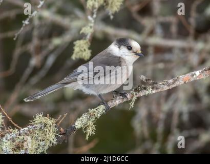 Ein Canada Grey Jay thronte im Winter auf einem Baumglied. Stockfoto