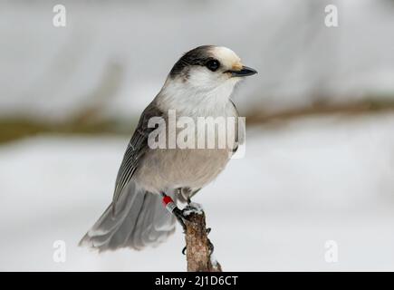 Ein Canada Grey Jay thronte im Winter auf einem Baumglied. Stockfoto