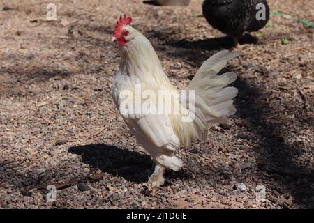 Weißer bantam d'Uccle Hahn, der in einem Hof einer Familienfarm in Gilbert, Arizona, steht. Stockfoto