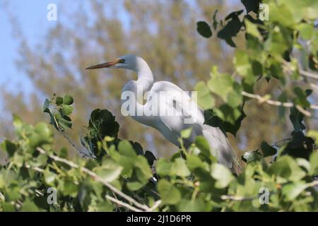 Tolle Reiher oder Ardea Alba, die in einem Baum im Veteran's Oasis Park Platz nehmen. Stockfoto