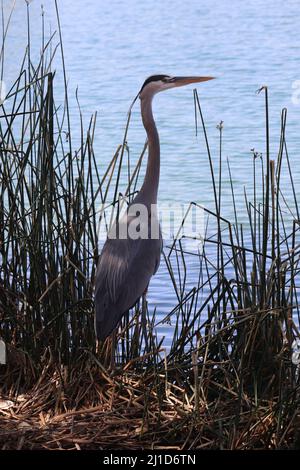 Großer Blaureiher oder Ardea Herodias, die am Ufer unter dem Schilf im Veteran's Oasis Park stehen. Stockfoto