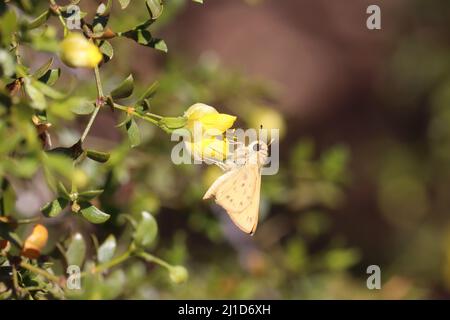 Im Veteran's Oasis Park füttern sich ein feueriger Schmetterling oder Hylephila phyleus mit einer Kreosoten-Blume. Stockfoto