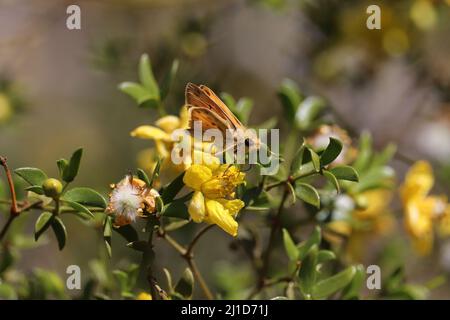 Im Veteran's Oasis Park füttern sich ein feueriger Schmetterling oder Hylephila phyleus mit einer Kreosoten-Blume. Stockfoto