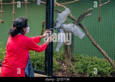 Eine Dame nutzt das Smartphone, um im Vogelpark Jurong Fotos für Blauäugige Kakadu (Cacatua ophthalmica) zu machen. Die Vögel zeigen starke Neugier. Stockfoto