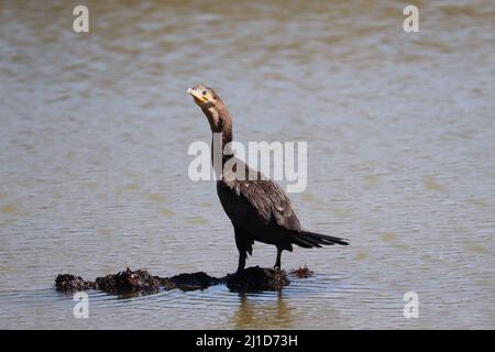 Neotropical cormorant oder Nannopterum brasilianum, das auf einem Felsen in der Mitte eines Teiches in der Uferfarm in Arizona steht. Stockfoto