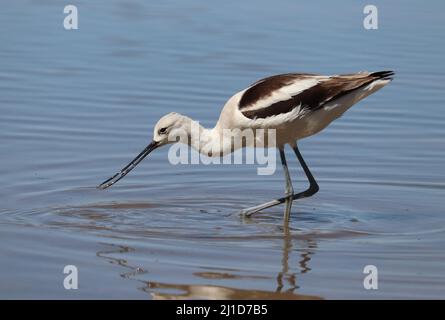 American Avocet oder Recurvirostra americana füttern in einem flachen Teich auf der Uferfarm in Arizona. Stockfoto