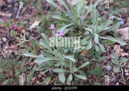 Nahaufnahme einer violetten Blume, die von anderen kleinen Pflanzen in Payson, Arizona, umgeben ist. Stockfoto