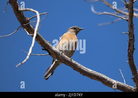 Weibliche Western Bluebird oder Sialia Mexicana, die in einem Baum im Green Valley Park in Payson, Arizona, streicheln. Stockfoto