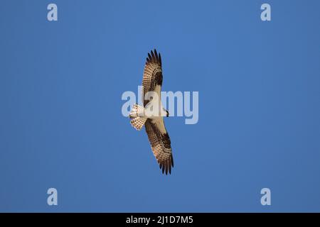 Osprey oder Pandion haliaetus fliegen gegen einen klaren blauen Himmel im Green Valley Park Payson, Arizona. Stockfoto