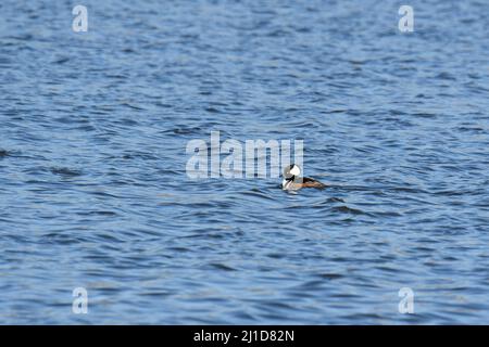 Einteilige männliche Kapuzenmerganser im See Stockfoto