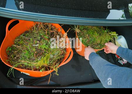 Gemüseabfall.Gemüsekompost in einem orangefarbenen Korb im Kofferraum eines Autos in den Händen eines Mannes.Bio garbage.green Kompost Stockfoto