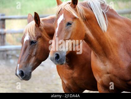 Zwei Pferde im Corral, im Happy Valley, Montana, lassen Sie denken, dass Sie doppelt sehen. Junge Pferde sind beide Kastanien mit einem Stern im Gesicht. Stockfoto