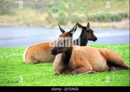 Zwei Elche ruhen auf dem grünen Gras in der Mammoth Hot Springs Gegend des Yellowstone National Park in Wyoming. Stockfoto