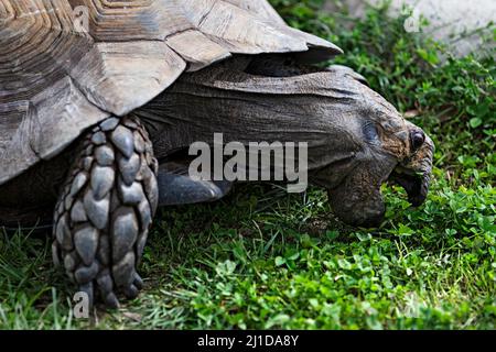 Reptilien / eine Aldabra Riesenschildkröte, die Gras im Ballarat Wildlife Park in Ballarat Australia frisst. Stockfoto