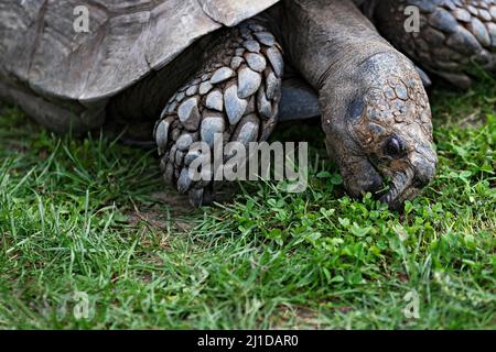 Reptilien / eine Aldabra Riesenschildkröte, die Gras im Ballarat Wildlife Park in Ballarat Australia frisst. Stockfoto