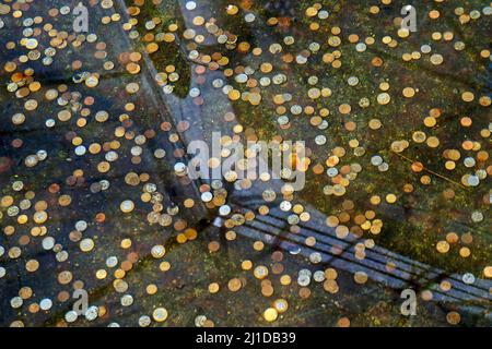 Münzen im Wunschbrunnen, Rio, Brasilien Stockfoto