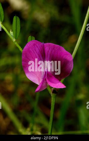 Gewöhnlicher Vetch (Vicia Sativa) ist ein in Australien eingeführtes Unkraut - aber es hat hübsche, violette Blüten! Gefunden im Hochkins Ridge Flora Reserve. Stockfoto