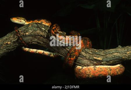 Amazon Tree Boa Schlange auf Baumzweig, farbige Phase, Nahaufnahme. Corallus hortulanus Stockfoto