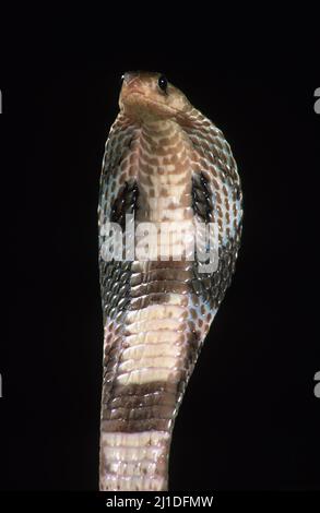 Indische Cobra zeigt Haube aus nächster Nähe. Naja naja polyocellata Stockfoto