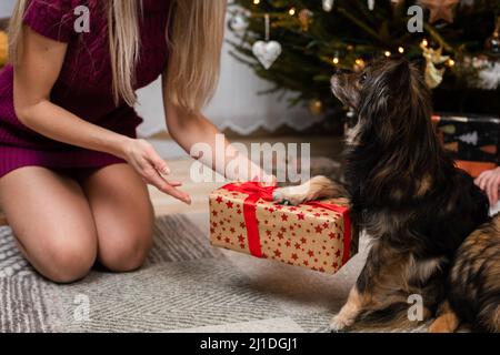 Eine Frau schenkt ihrem zotteligen Hund am Weihnachtsbaum ein Geschenk. Stockfoto