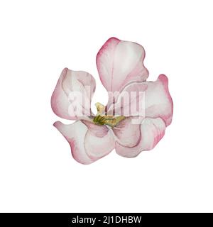 Frühling Kirsche, Apfel blühenden Blumen Aquarell Illustration auf weißem Hintergrund. Handbemalte Knospen, Blütenbaum mit weißem, rosa, rotem Blütenstand Stockfoto