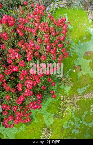 Kissenpflanzen und Bellendena montana (Bergrakete) im Ben Lomond National Park Stockfoto