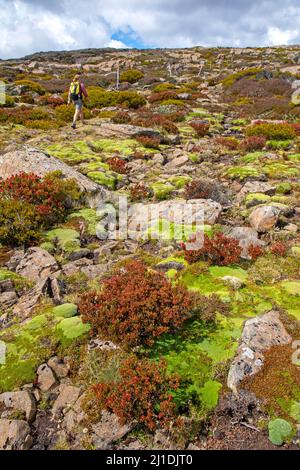 Wandern im Ben Lomond National Park Stockfoto