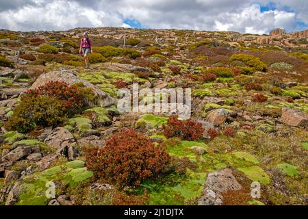 Wandern im Ben Lomond National Park Stockfoto