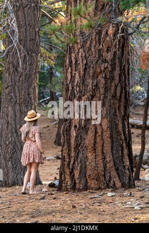 Tourist Frau in San Jacinto State Park steht in den Wäldern von riesigen Kiefern und Tannen. Stockfoto