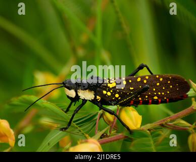 Erstaunliche Heuschrecke auf grünem Blatt. Schöne Heuschrecke ruht auf Blume. (Aularches miliaris ) Stockfoto