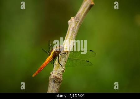 Exotische orangefarbene Libelle, die auf dem Ast sitzt.Karmesinschwanz-Sumpffalke (orthetrum pruinosum) Männchen Stockfoto