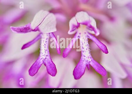 Rosa Orchideendetails. Orchis militaris, militärische Orchidee, blühende europäische terrestrische Wildorchidee im Naturlebensraum, Detail der Blüte, Morgenaufgang, Stockfoto