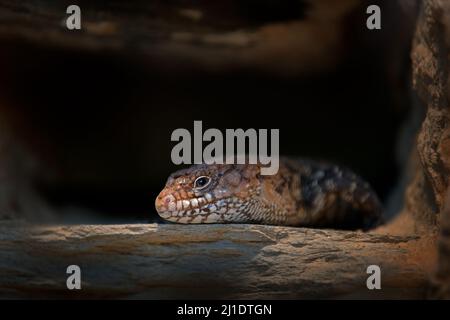 Cunninghams Stachelschwanzskink , Egernia cunninghami, im dunklen Nestloch. Eidechse aus dem Süden Australiens im Naturgebiet. Detailansicht Stockfoto