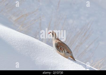 Felsenhühner, Alectoris graeca, Gamebird in der Familie der Faasanten, im Winter im Schnee. Vogel im weißen Lebensraum, Hemis NP, Ladakh, Indien. Par Stockfoto