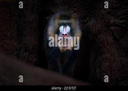 Mandrill, Mandrillus sphinx, sitzend auf einem Baumzweig im dunklen tropischen Wald. Tier in Natur Lebensraum, im Wald. Detail Porträt des Affen aus Zentr Stockfoto